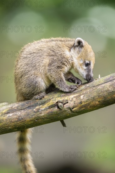 South American coati (Nasua nasua) youngster klimbing a little tree, captive, Zoo Augsburg