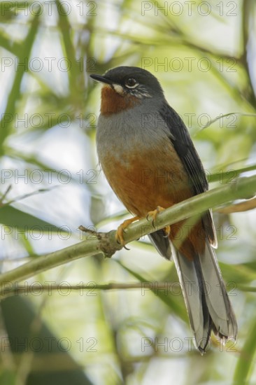 Rufous-throated Solitaire (Myadestes genibarbis) perched on a branch on the Caribbean Island of Martinique