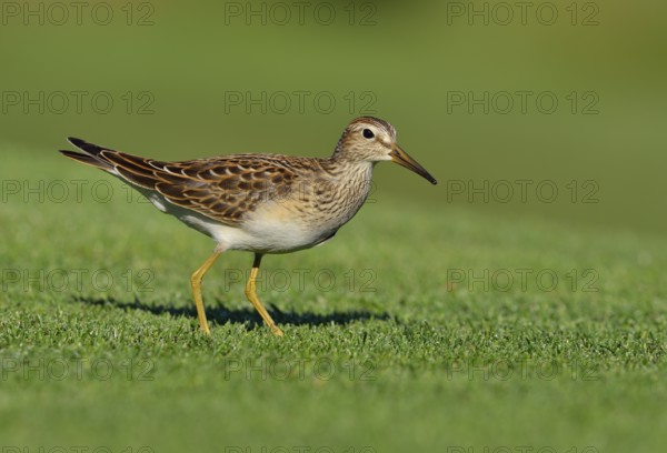 Pectoral Sandpiper (Calidris melanotos), British Columbia, Canada