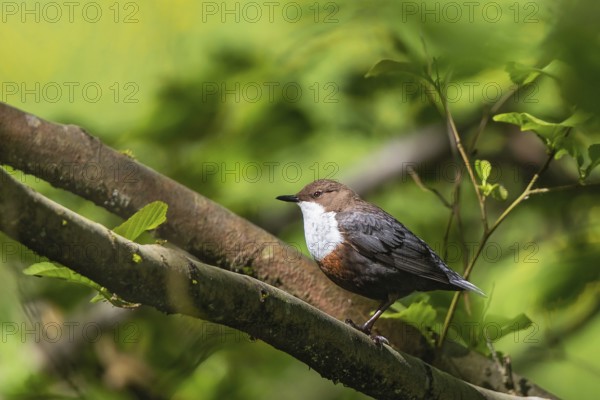 White-throated Dipper (Cinclus cinclus), Bavaria, Germany