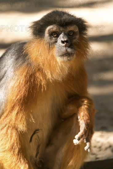 Temminck's red colobus (Piliocolobus temminckii), Bijilo Forest Park, Bijilo, Gambia, West Africa