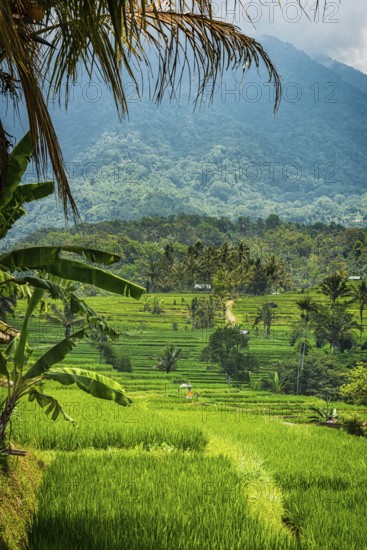 Jatiluwih, rice terrace, rice, agribusiness, agriculture, export, tourism, travel, landscape, UNESCO, Bali, Indonesia