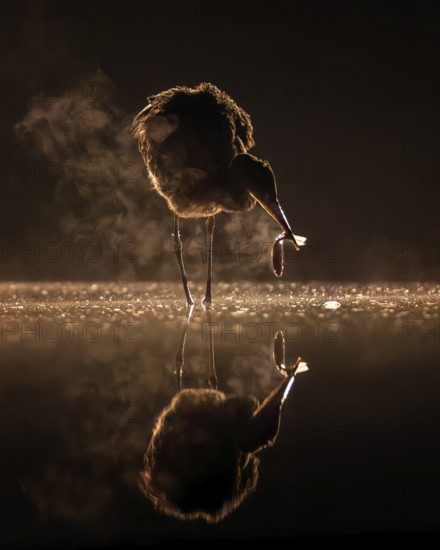 Grey Heron (Ardea cinerea) with fish prey in its beak, Kiskunsag National Park, Hungary