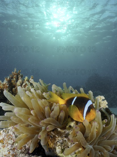 Red sea anemonefish (Amphiprion bicinctus)