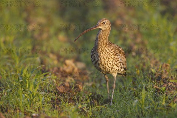 Eurasian Curlew (Numenius arquata), North Rhine-Westpalia, Germany