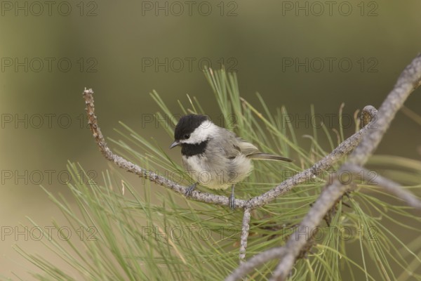 Mexican Chickadee (Poecile sclateri), Arizona, USA