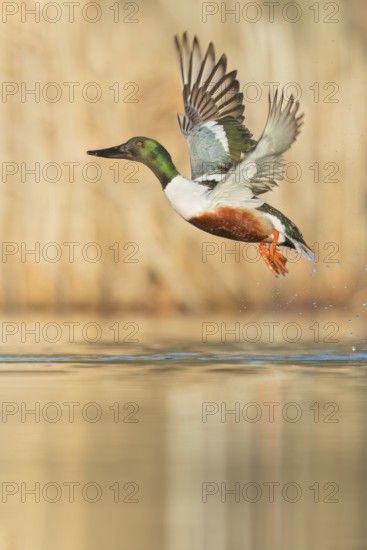 Northern Shoveler (Anas clypeata) swimming in a pond in Manitoba, Canada