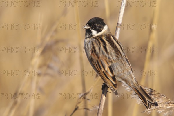 Common Reed Bunting (Emberiza schoeniclus) male, Vila Franca de Xira, Portugal