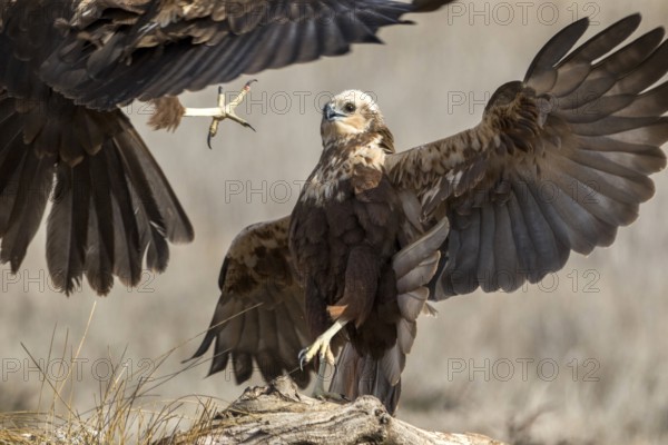Western Marsh Harrier (Circus aeruginosus) female fighting, Castile-La Mancha, Spain