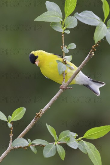 American Goldfinch (Spinus tristis) male, Ontario, Canada