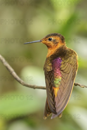 Shining Sunbeam (Aglaeactis cupripennis) perched on a branch in the Andes Mountains of Colombia