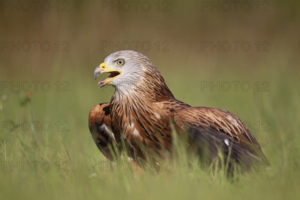 Red kite (Milvus milvus) adult bird of prey raptor calling whilst standing in grassland, England, United Kingdom