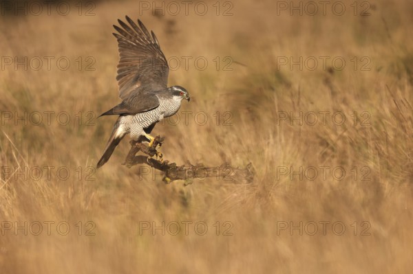 A female Northern Goshawk poised elegantly on a branch in a golden meadow, wings partially spread, showcasing its striking plumage and keen gaze