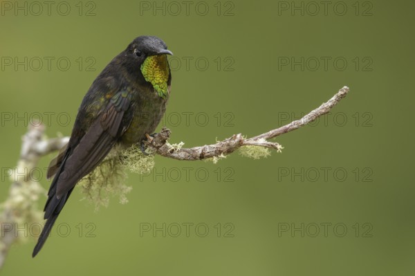 Black-backed Thornbill (Ramphomicron dorsale) perched on a branch in the mountains of Colombia, South America