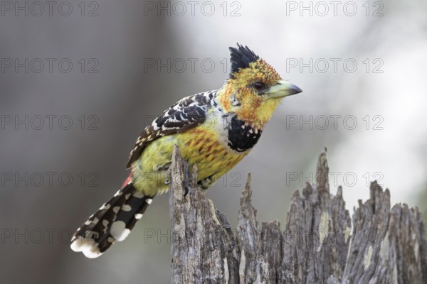 Crested Barbet (Trachyphonus vaillantii), South Africa