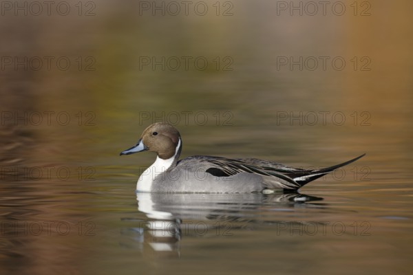 Northern Pintail (Anas acuta) male, Arizona, USA