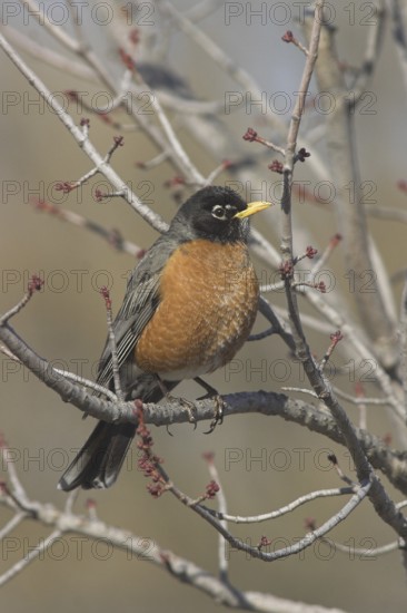 American Robin (Turdus migratorius), Ontario, Canada