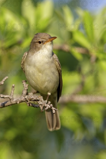 Olive warbler, (Hippolais olivetorum), animal, animals, bird, birds, biotope, habitat, perch, branch, twig, foraging, songbird, reed warbler family Lesvos, Greece