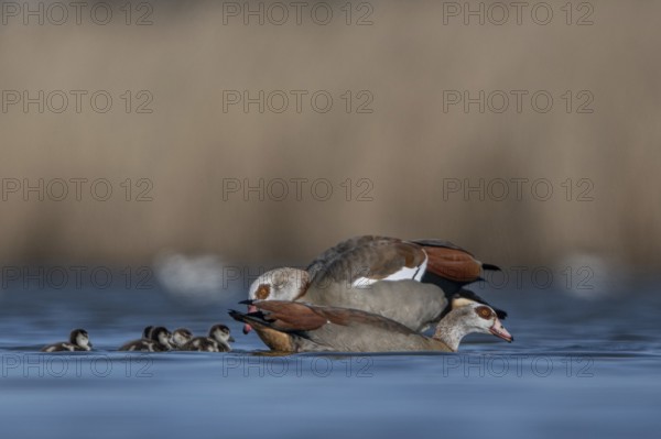 Egyptian Goose (Alopochen aegyptiaca) pair with chicks, Schleswig-Holstein, Germany