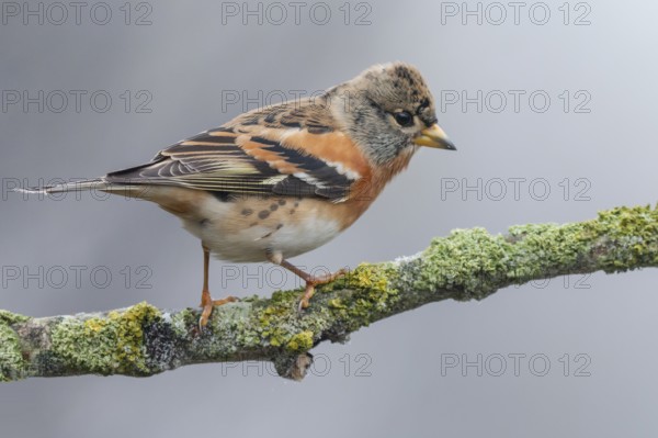 Brambling (Fringilla montifringilla) male perched on a branch, Lower Saxony, Germany
