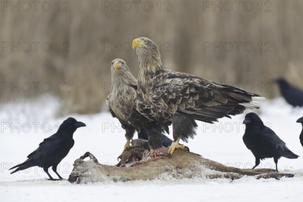 White-tailed Eagle (Haliaeetus albicilla), Lower Saxony, Germany