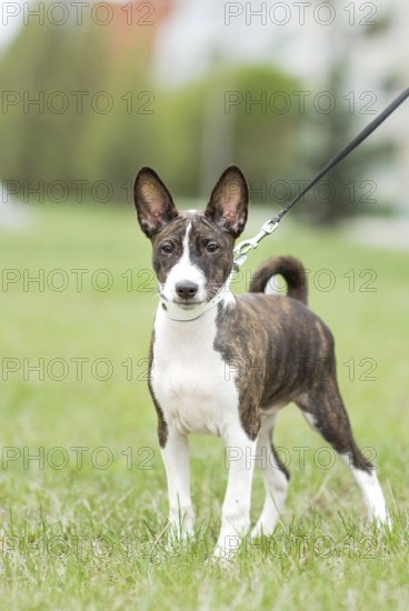 Small basenji puppy enjoy an outdoor walk with his owner, showcasing his playful and curious nature. The lush green background highlights his energetic personality