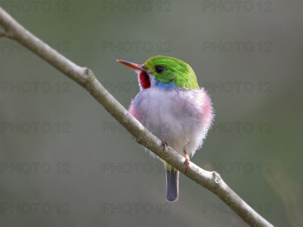 Cuban Tody (Todus multicolor) perched on a branch, Cuba