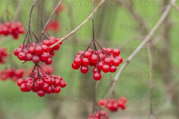 Snowball (Viburnum opulus), Germany