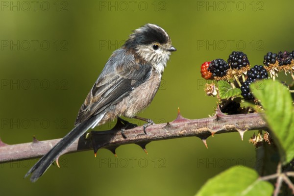 Long-tailed Tit (Aegithalos caudatus), Castile-La Mancha, Spain