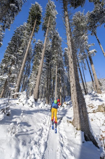 Ski tourer in a snowy winter forest, ascent to the Teufelstättkopf, snowy mountain landscape, Ammergau Alps, Bavaria, Germany