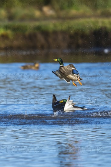 Mallard, Anas platyrhynchos, bird in flight over winter marshes