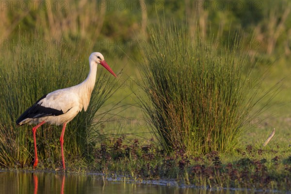Weißstorch, White Stork, Ciconia ciconia, Cigogne blanche, Cigüeña Blanca, Cigüeña Común