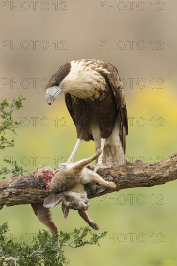 Northern Crested Caracara (Caracara cheriway) juvenile, Texas, USA