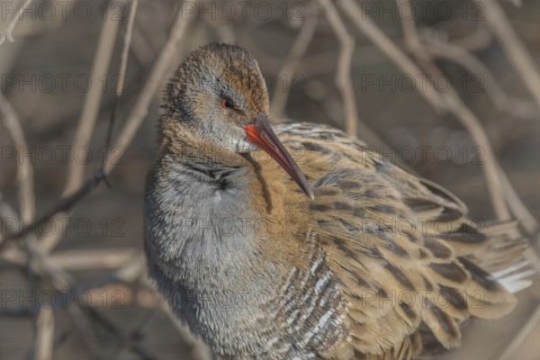 Water Rail (Rallus aquaticus) sits on branches in the swamp. It has grey feathers and stripes. Scene shows reflections of daylight on the water