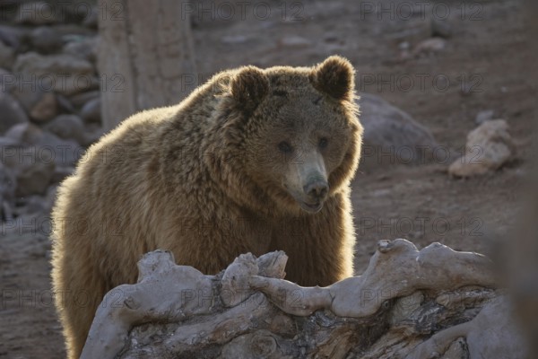 A majestic brown bear stands amidst in wild sanctuary, its fur glowing in the soft sunlight. The serene setting highlights the bears powerful presence and natural elegance