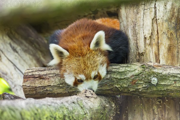 Red panda (Ailurus fulgens) on a branch in a tree, captive, Germany