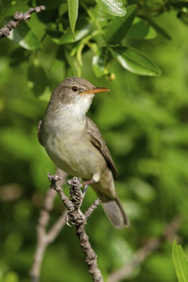 Olivenspötter, Hippolais olivetorum, Olive-tree Warbler, Hypolaïs des oliviers, Zarcero Grande