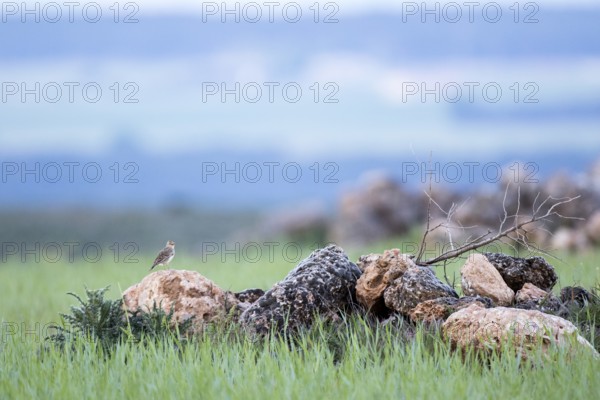 Eurasian Skylark (Alauda arvensis) perched on a rock, Castile and Leon, Spain