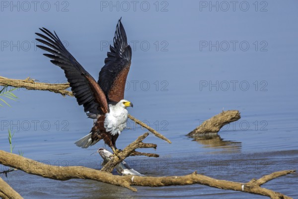 Black eagle hunting, prey, fish, (Haliaeetus vocifer), Africa, Zambia