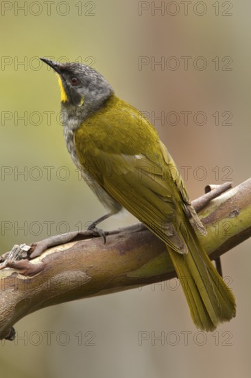 Yellow-throated Honeyeater (Nesoptilotis flavicollis), Tasmania, Australia