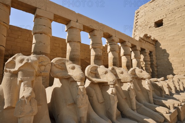 Aries sphinxes in front of the colonnades, Karnak Temple, Luxor, Egypt
