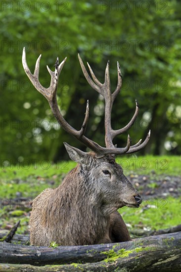 Red deer (Cervus elaphus) stag with big antlers resting at edge of forest during the rutting season in autumn, fall