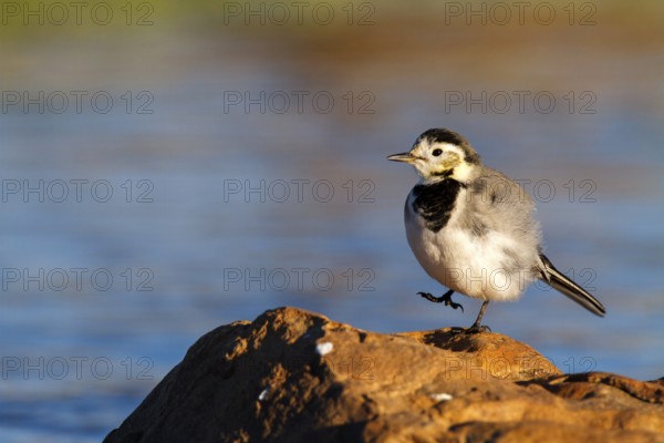White Wagtail (Motacilla alba), Castile-La Mancha, Spain