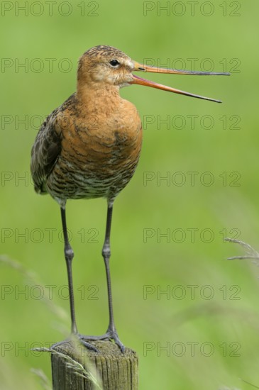 Uferschnepfe (Limosa limosa), Black-tailed Godwit, rufender Altvogel auf Sitzwarte, Mai, Nijkerk, Niederlande