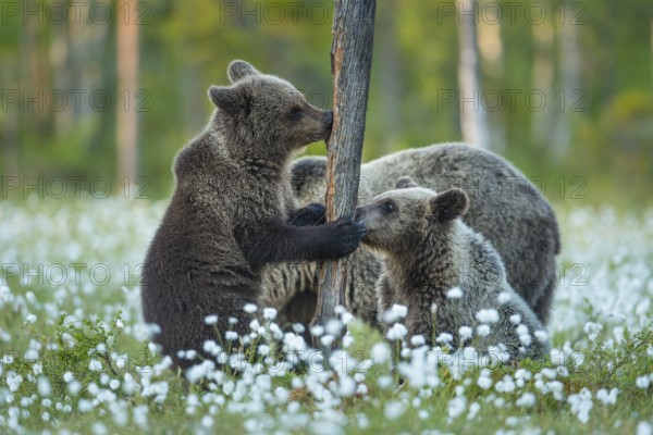 Eurasian Brown Bear (Ursus arctos) mother with cubs in white cottongrass, Finland
