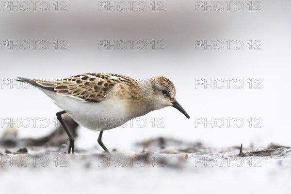 Little Stint (Calidris minuta) foraging on shoreline, Mecklenburg-Western Pomerania, Germany