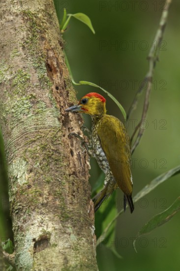 Yellow-throated Woodpecker (Piculus flavigula) perched on a branch in the rainforest of Guyana
