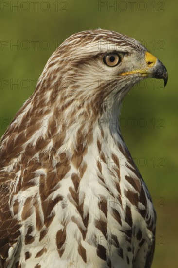 Common Buzzard (Buteo buteo), Zurich, Switzerland