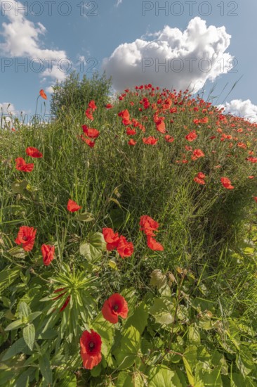 Red poppies blooming in spring. Kaiserstuhl, Emmendingen, Freiburg im Breisgau, Baden-Württemberg, Germany, Europe