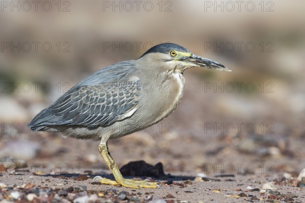 Striated Heron (Butorides striata), Eilat, Israel